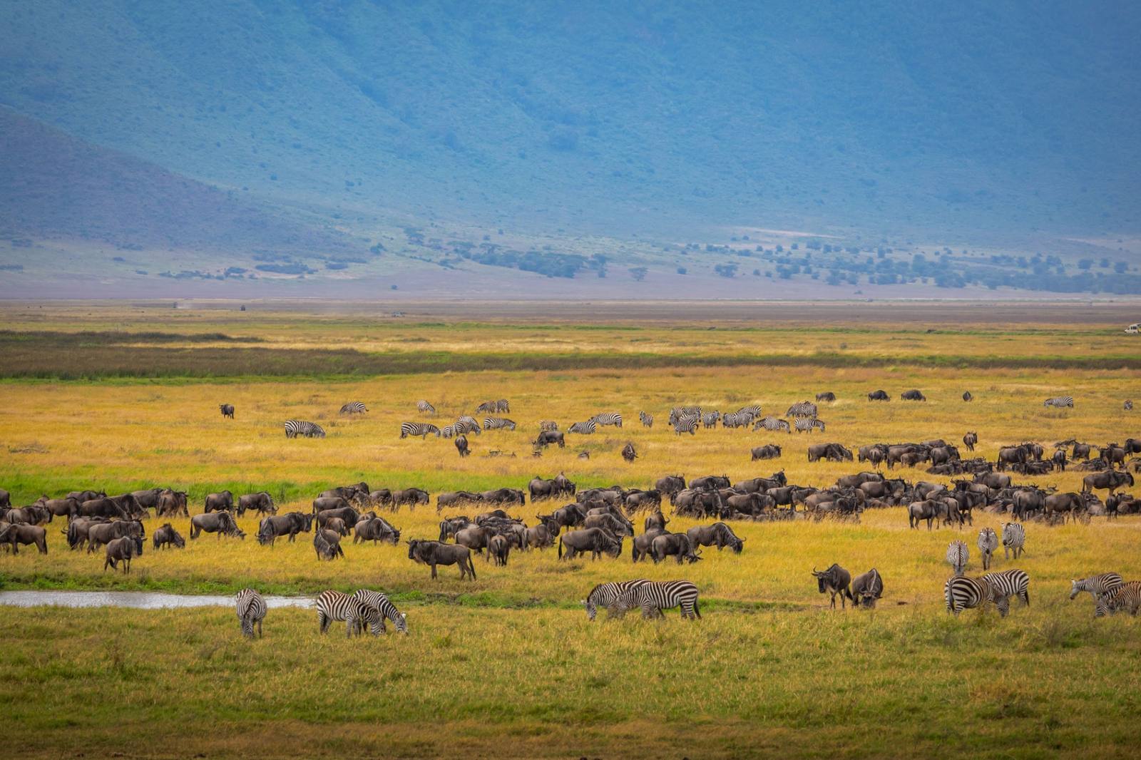 Ngorongoro Crater Safari