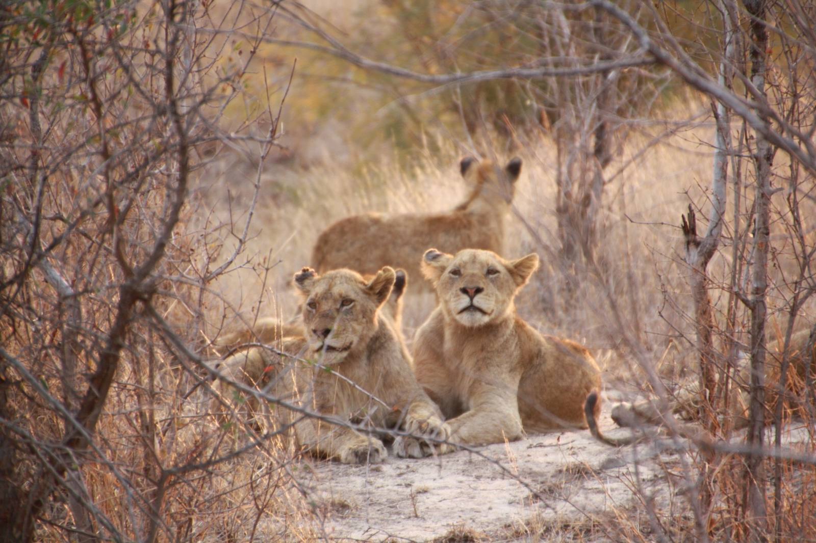 Selous Game Reserve Safari