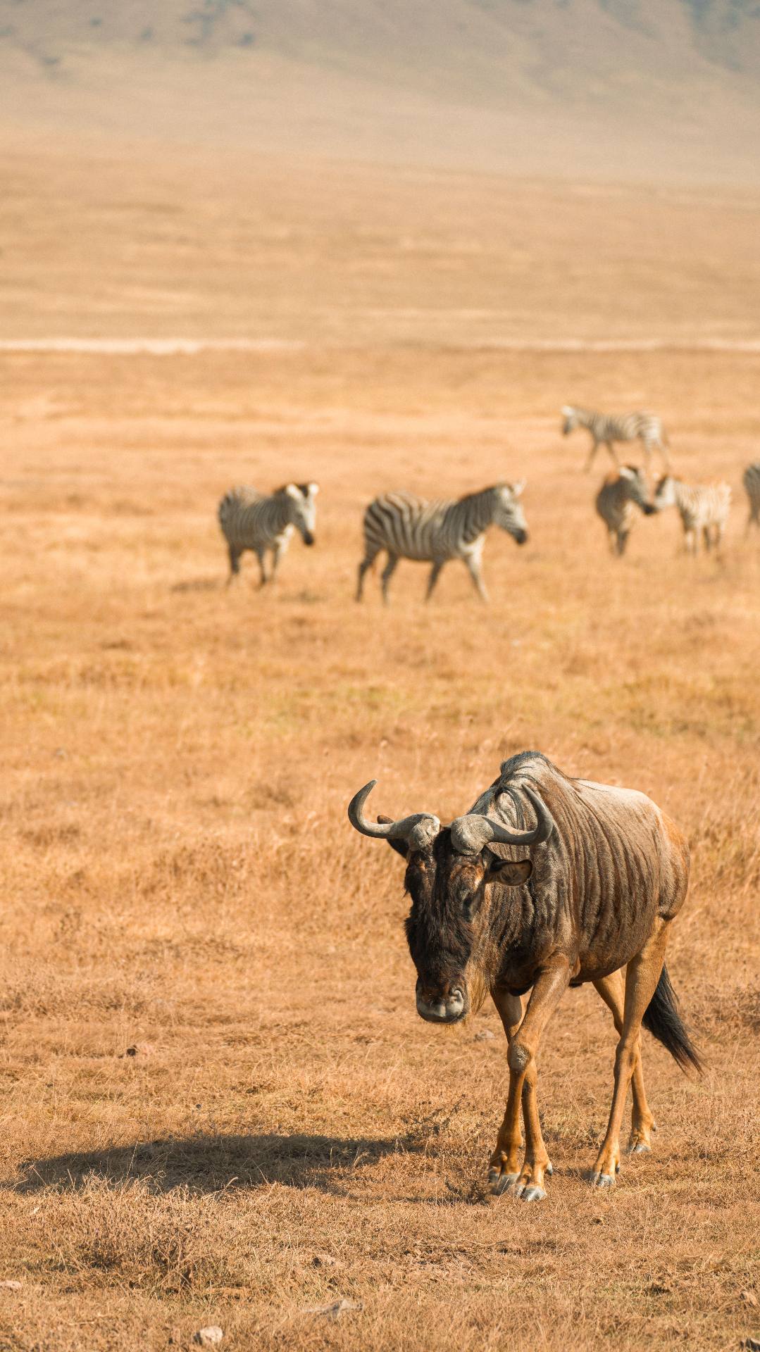 Serengeti National Park Safari